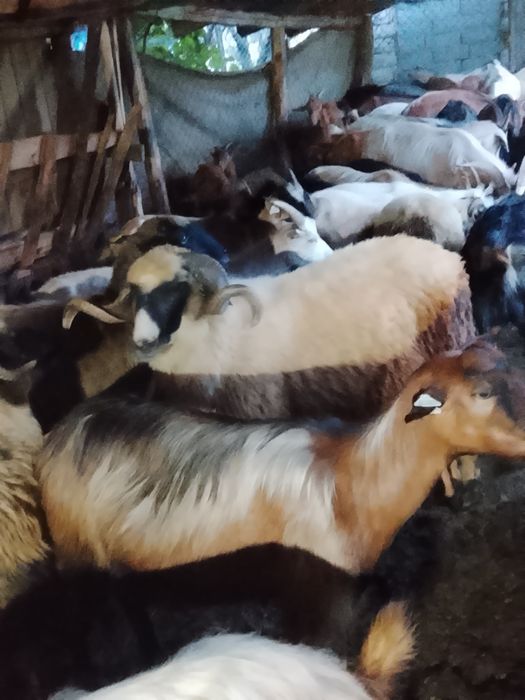De  vânzare berbec mior