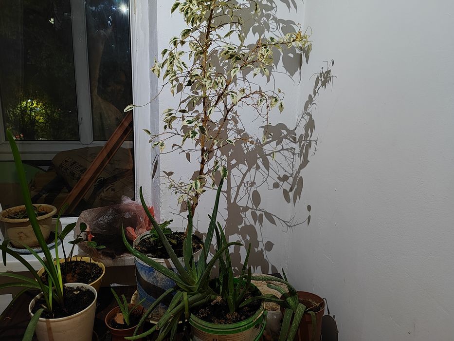 Цветы все вместе за 7000