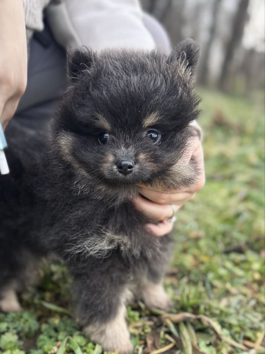 Мъжки померан шпиц