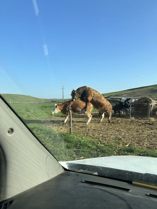 Vand taur aubrac varsta 7 ani