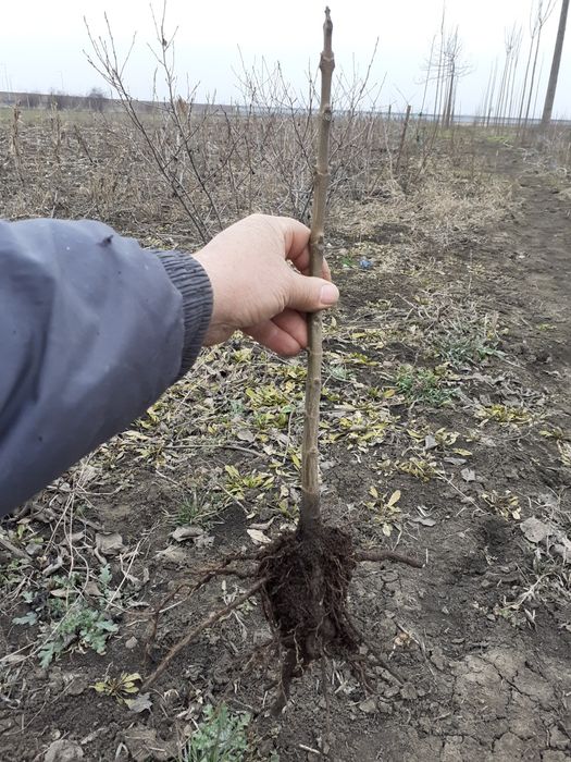Puieți paulownia cotevisa 2