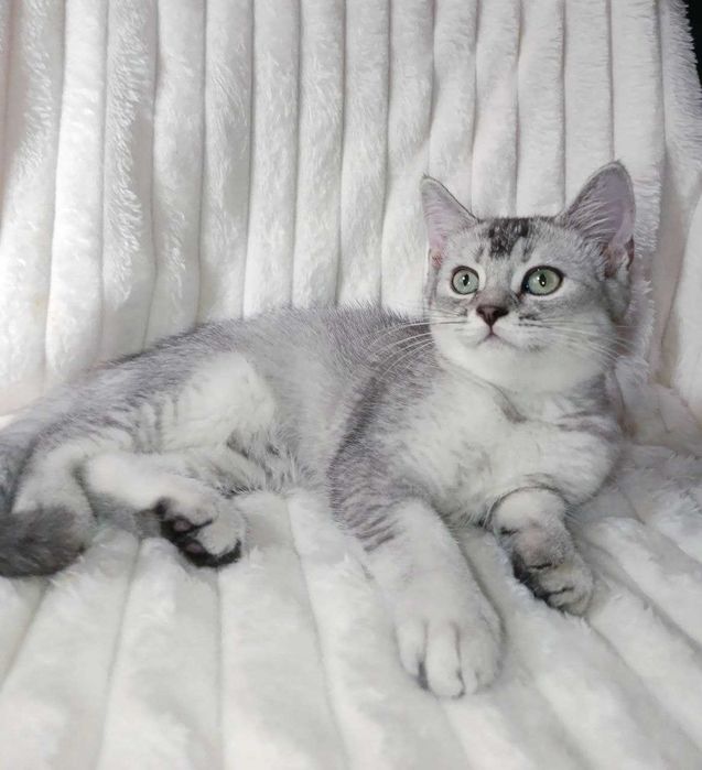 Продается котенок серебристая шиншилла, девочка.Срочно!