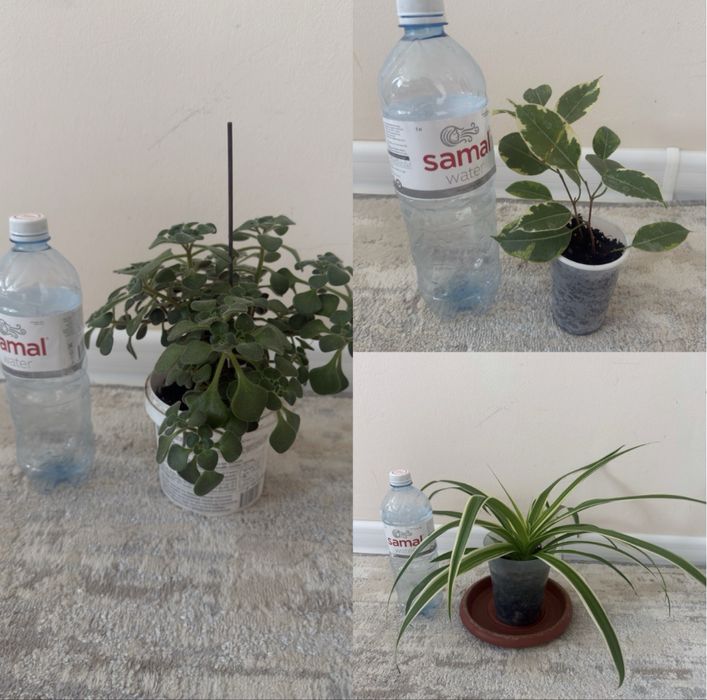 Растения для дома
