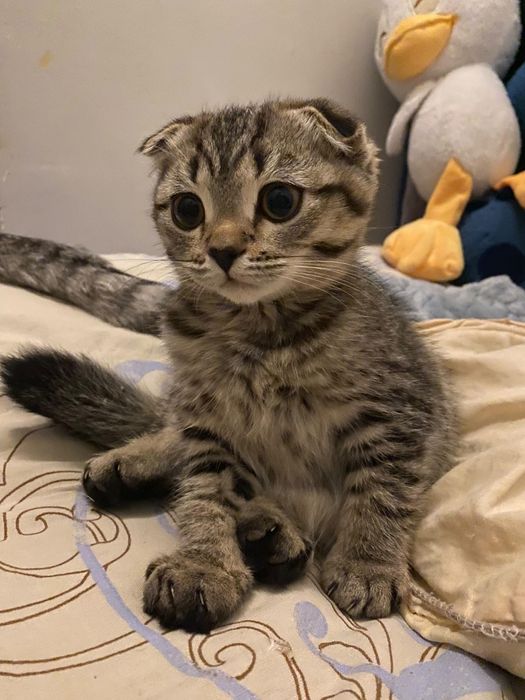 Вислоухий котенок