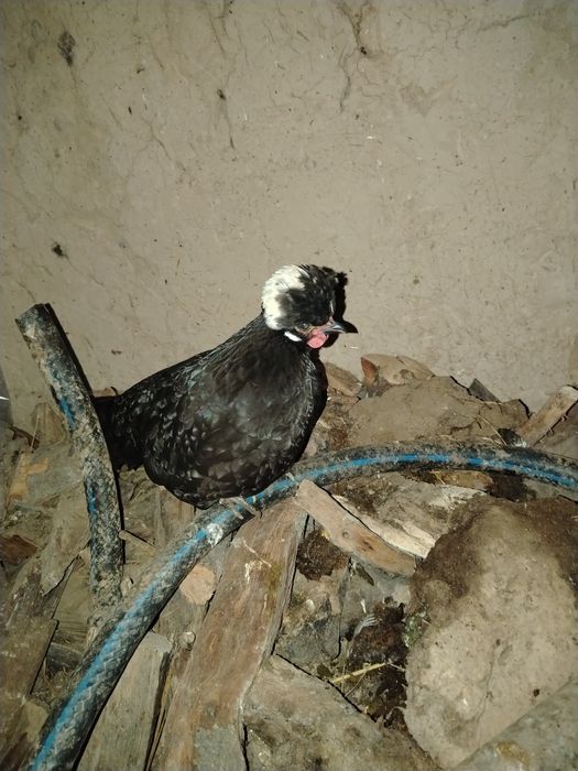 Галанкалар сотилади