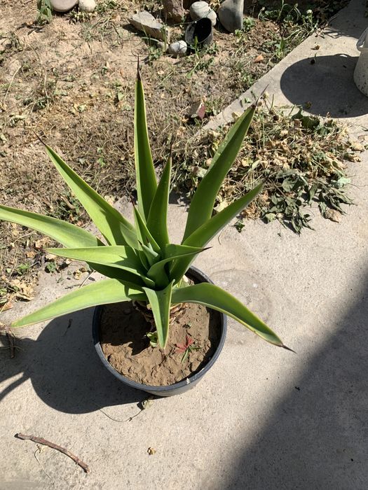 Агава - разные сорта