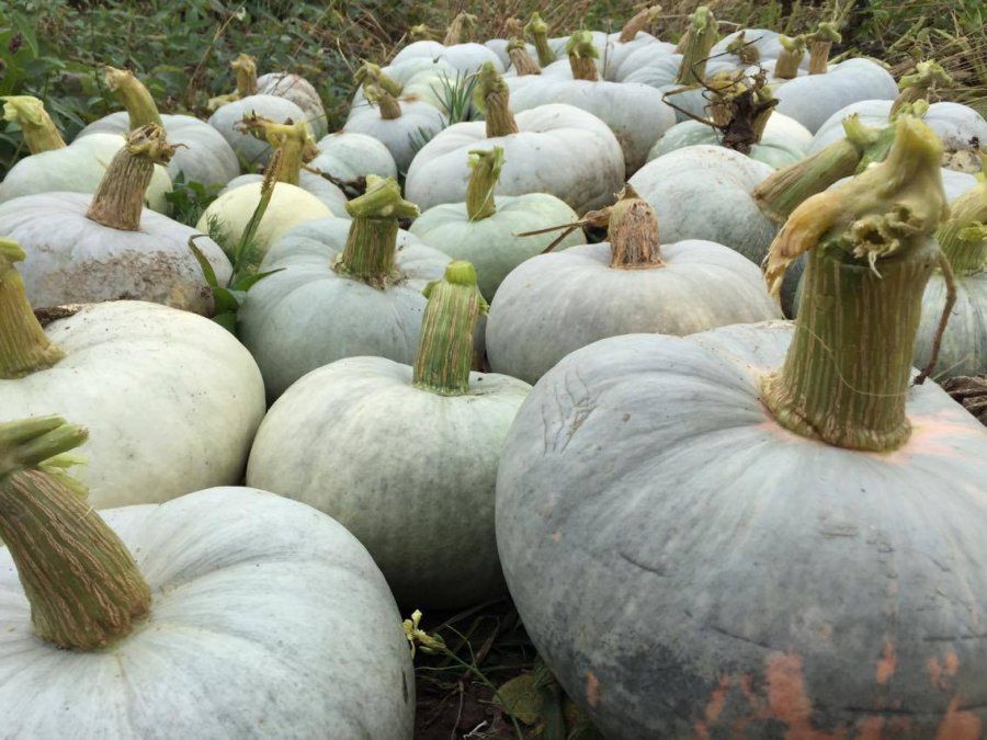 Seminte Dovleac de Copt