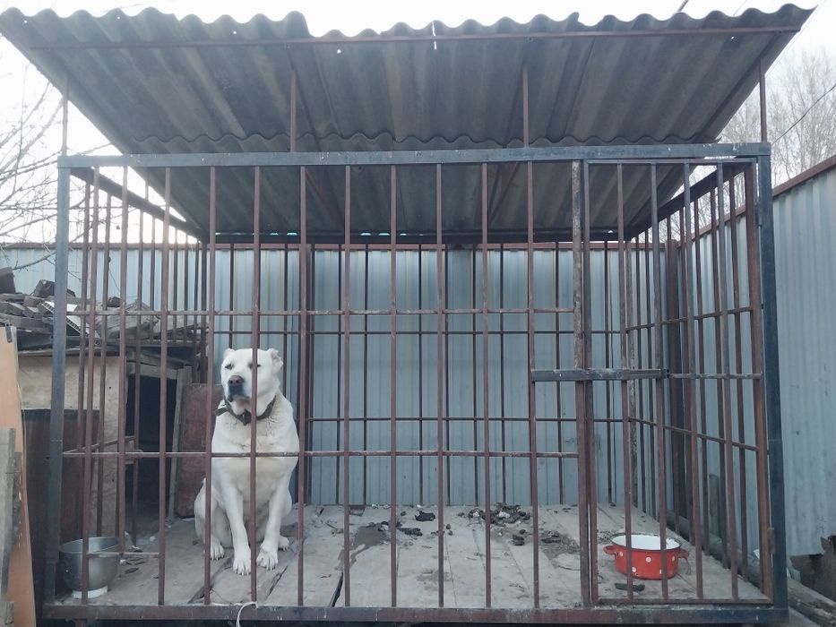 Вольер вместе с алабаем