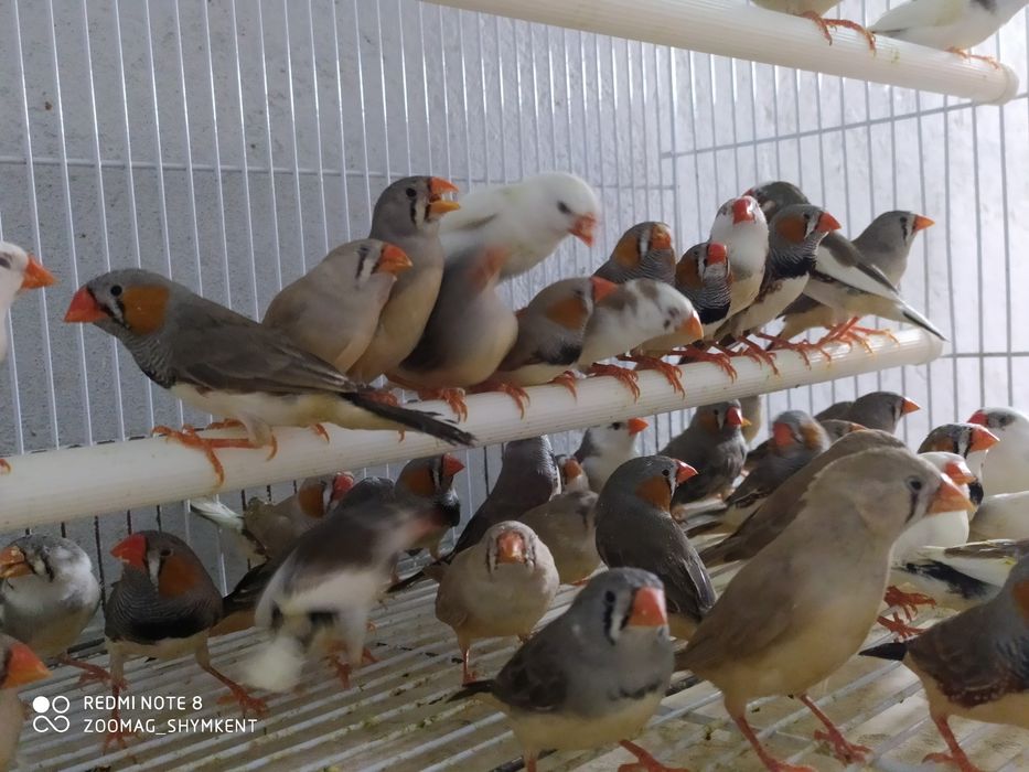 Зебровая амадина