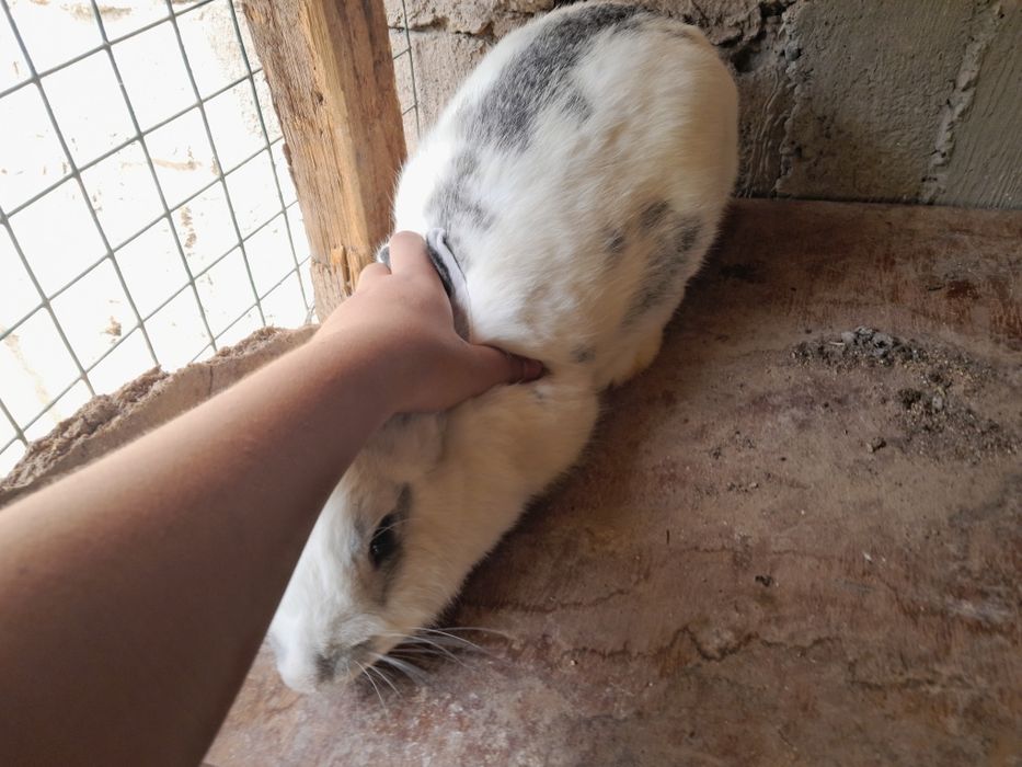 Бабочка крольчиха 9 месяцев