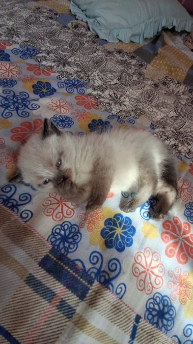 Продается котята