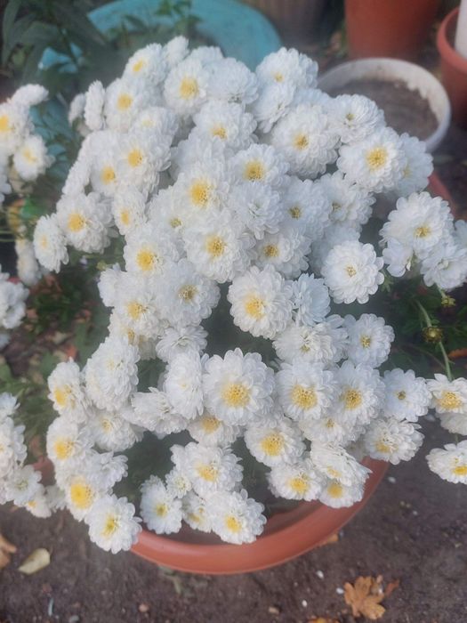 Хризантема мультифлора