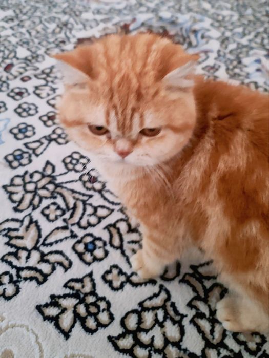 Vyaska bepul, padarkagamas ko'paytirishga