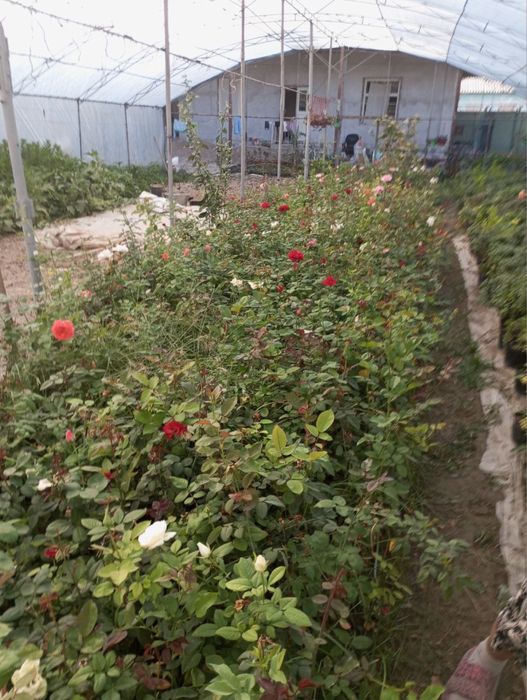 Gul kochatlari sotiladi 10 000 mingdan