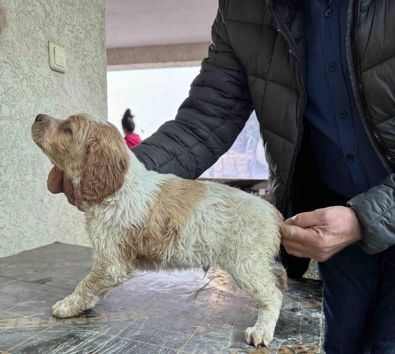 Епаньол Бретон на  3 месеца