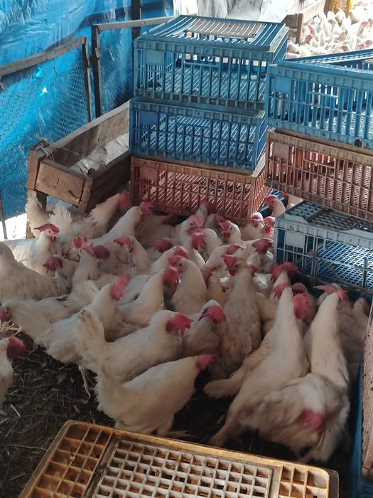 Куры несушки легорны