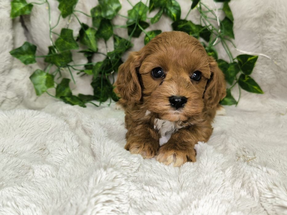 Vand baietel Cavapoo F1