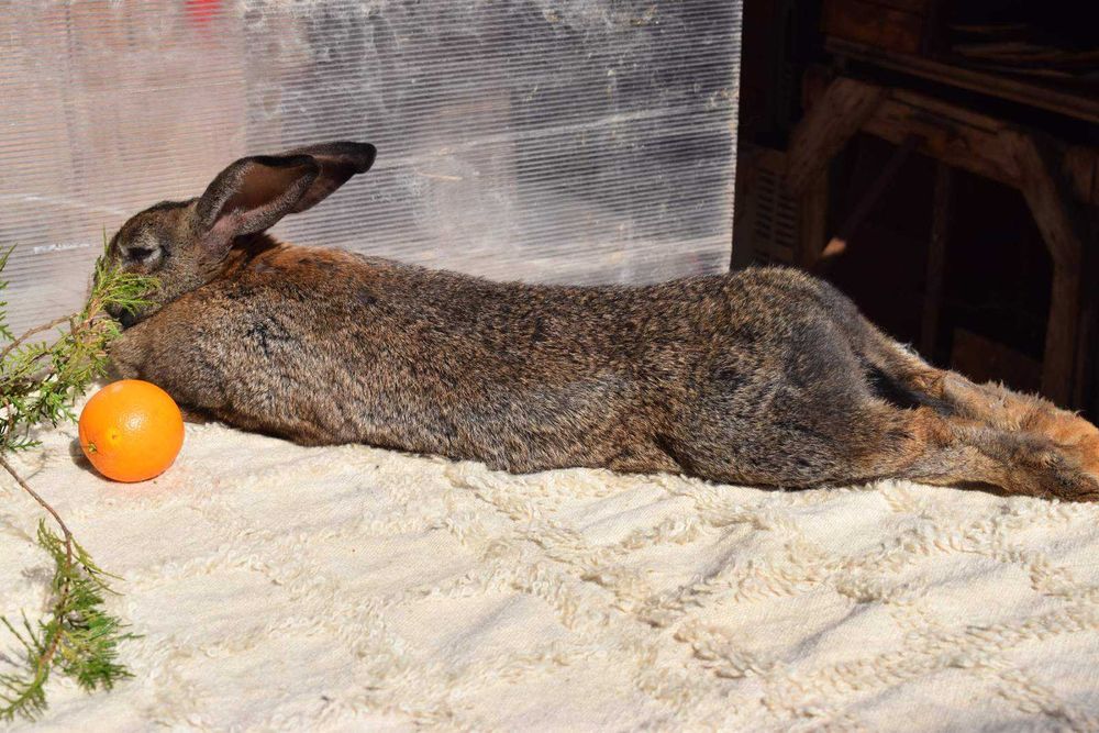 Продавам мъжки и женски зайци за разплод