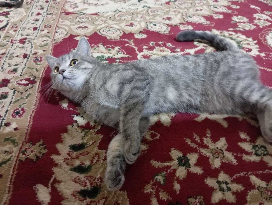 Кошка, девушка 10 месяцов, в хорошие руки