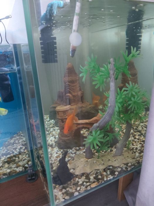 Продам аквариум с рыбками