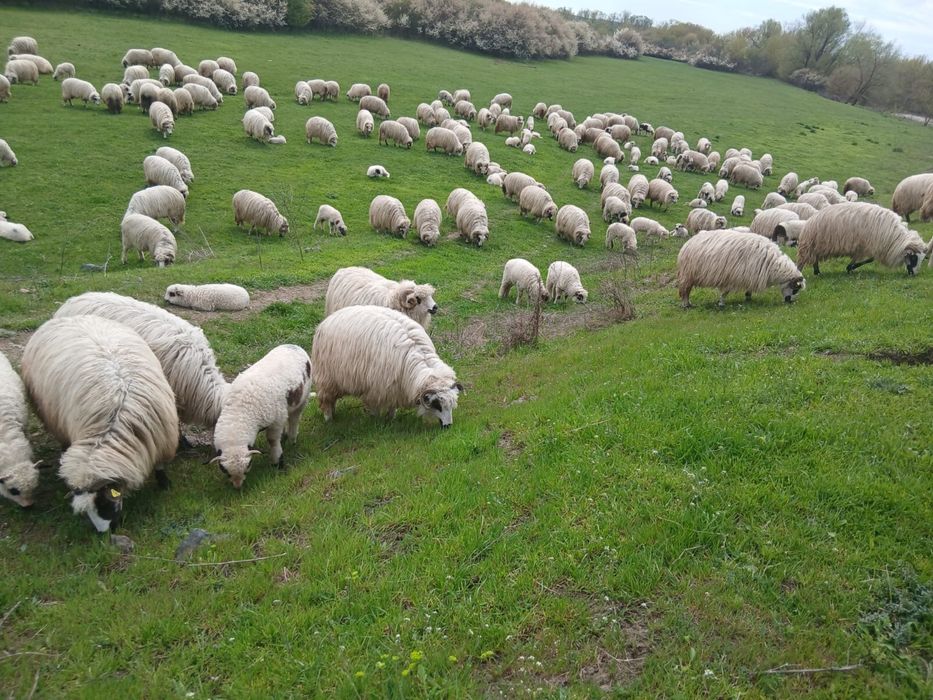 Se vând 100 de oi cu miel.