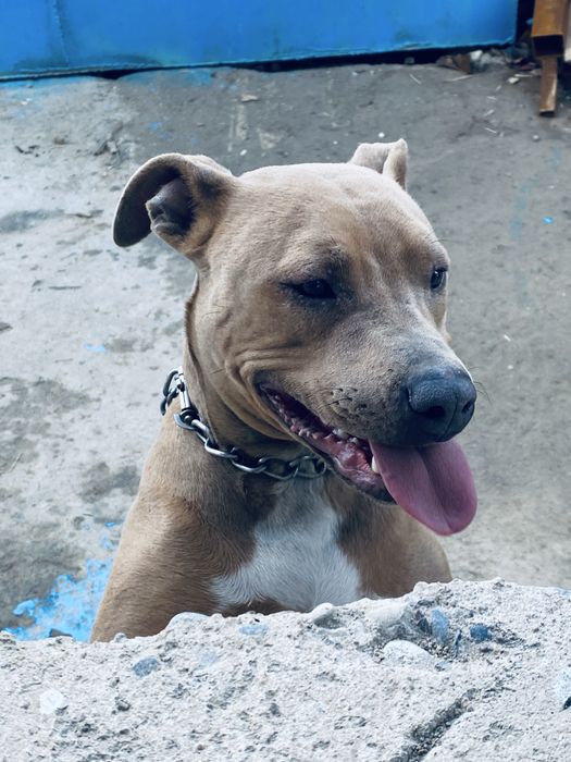 Прадам Питбул терер девчка шымкент