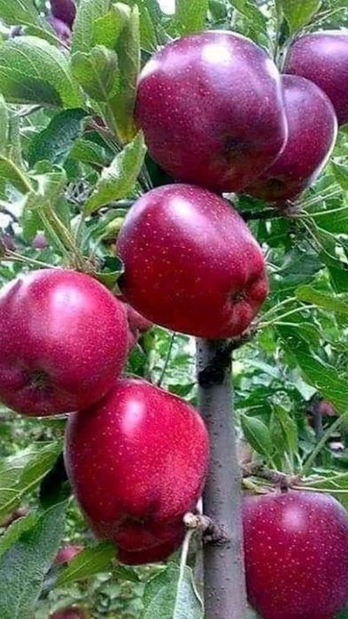 Turli xildagi mevali ko'chatlar sotiladi 15000