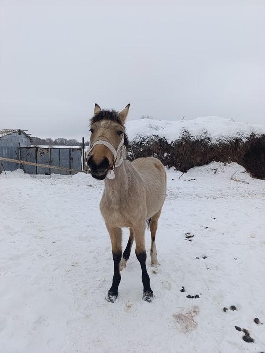 Продам жеребчика