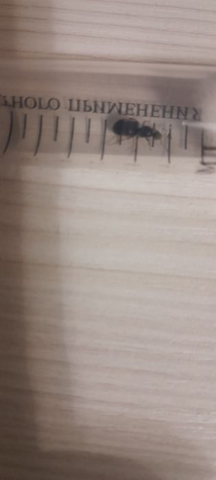 Матка муравья Lasius niger