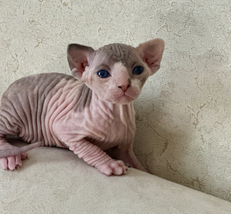 Котята канадского сфинкса