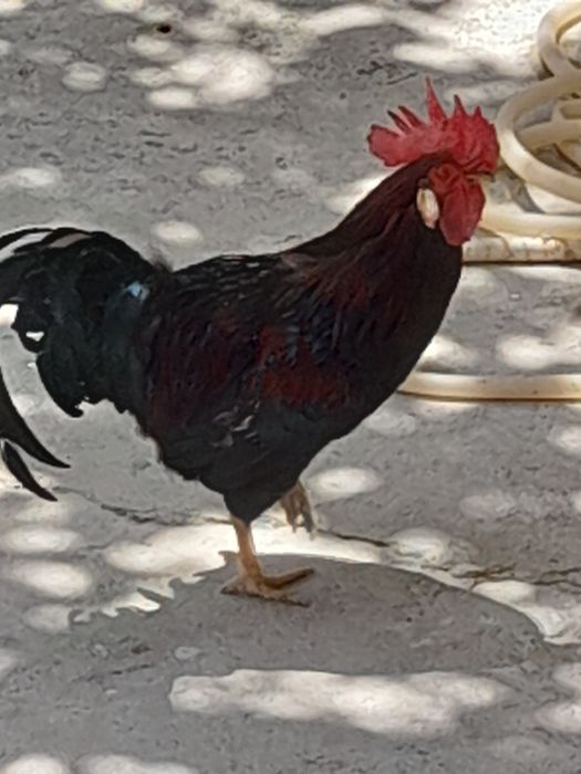 Продаётся петух с  большим гребнем!