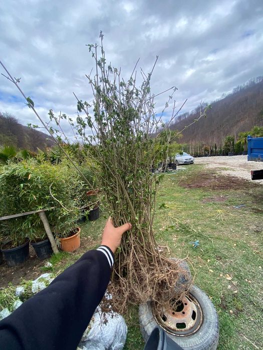 Lemn cainesc Pentru un gard viu minunat ! ligustrum ovalifolium