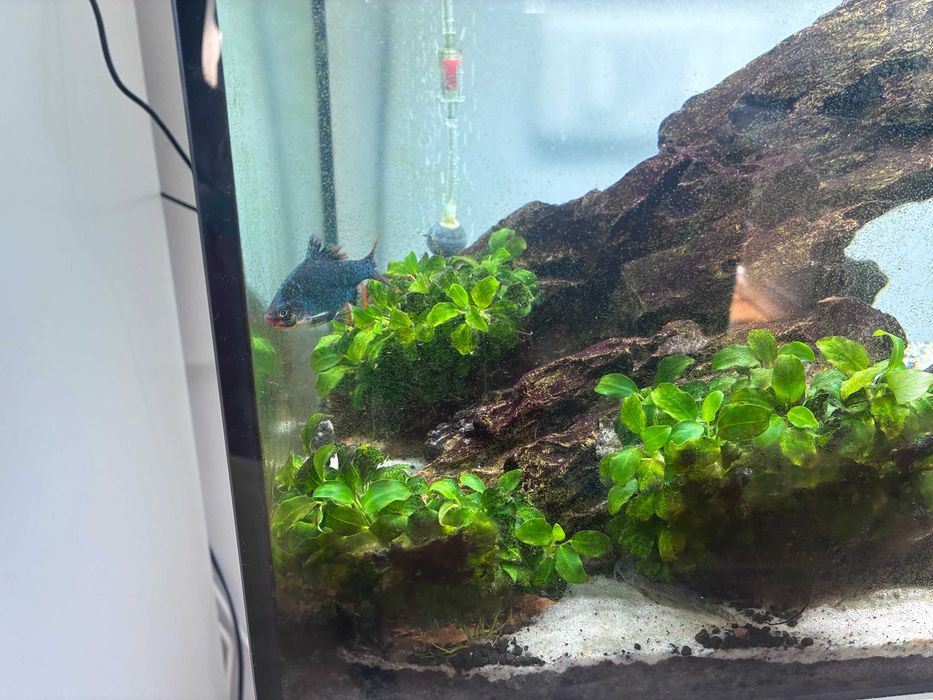 Vând Acvariu Juwel Rio 180L Complet — Aquascape Premium
