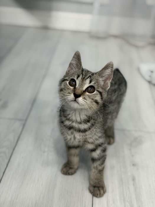 Продам котенка, девочка