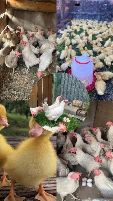 Продам кур несушек , утят пекинку ,цеплят бройлеры