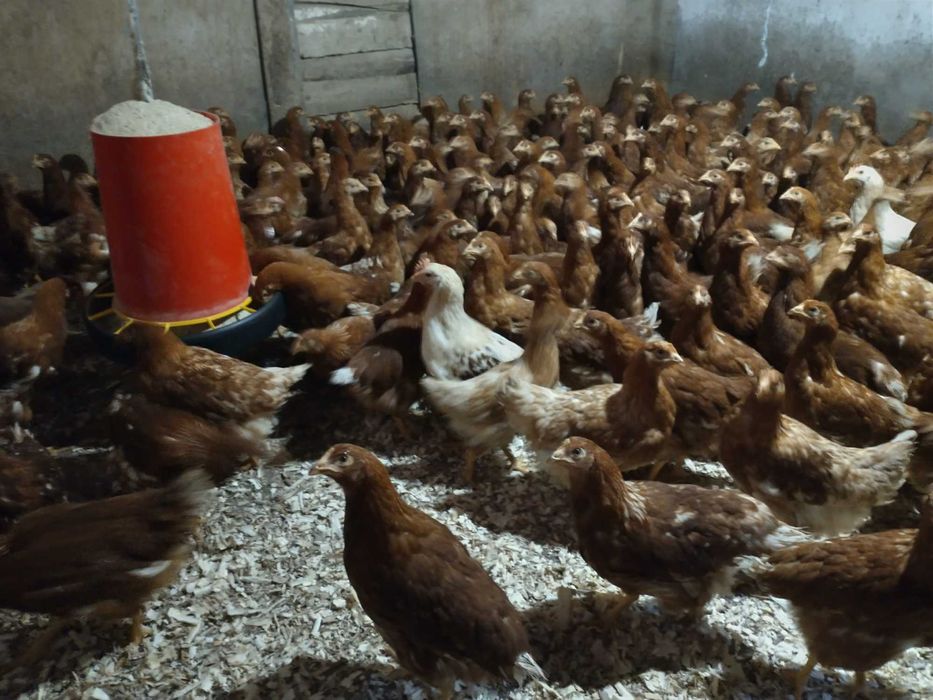 кокошки, ярки и пилета