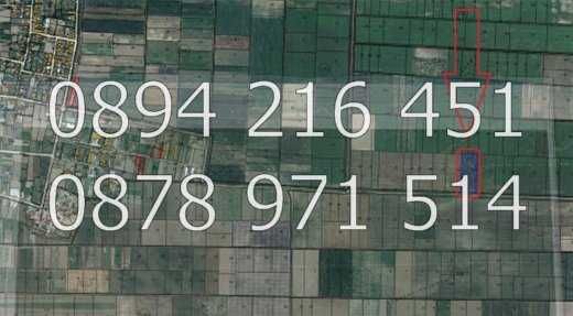 КОДг 17149. Овощна градина  8200м2, засята със сини сливи сорт Стенлей