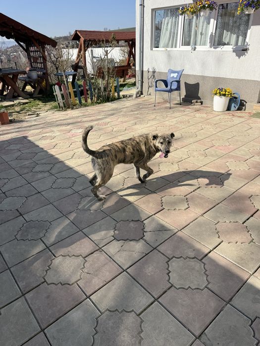 Ofer spre adoptie (ofer transport)