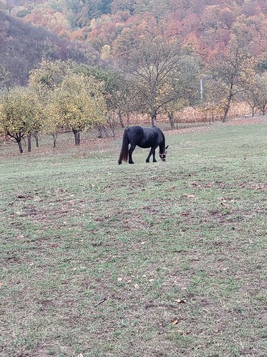 Mânză neagra de vânzare!