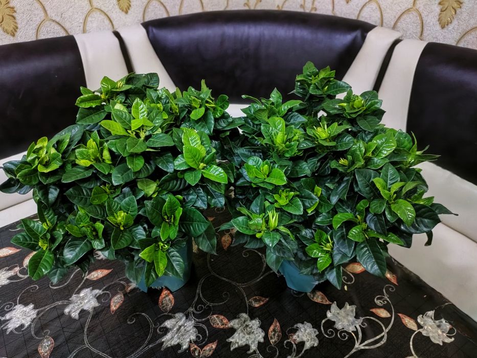 Красивые растения . Доставка