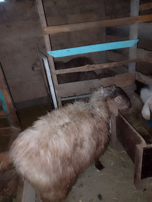 кошкар, баран, кой