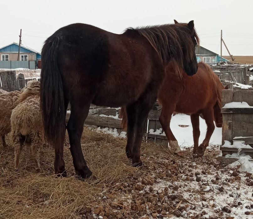 Продам кобыл жеребых