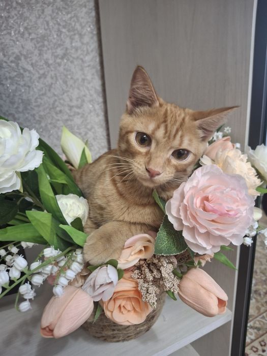 Отдам котика в добрые руки