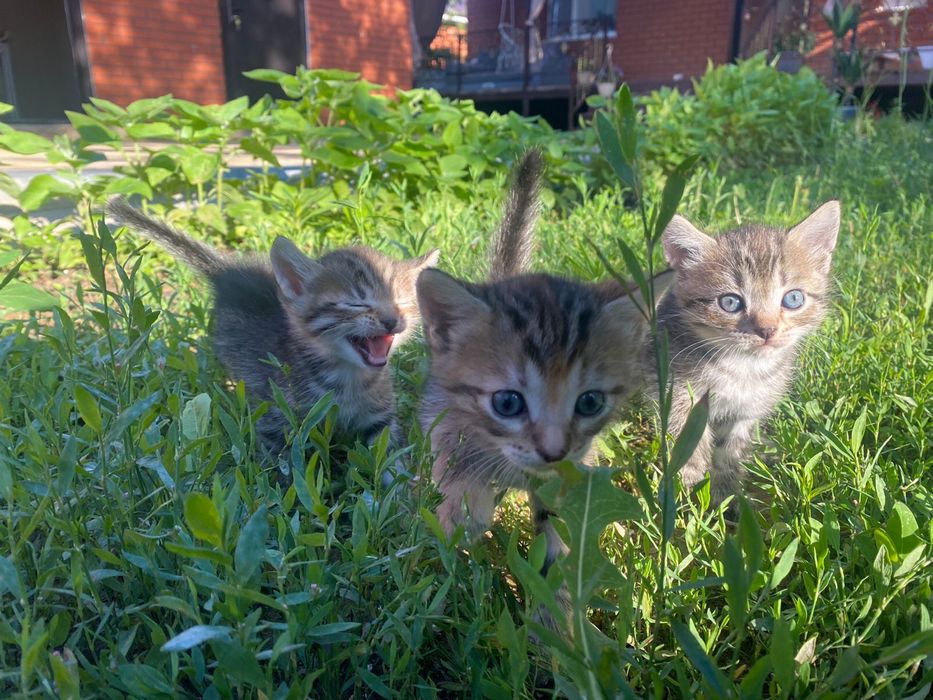 Отдам даром котят