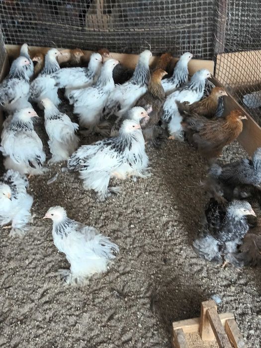 Brahma si cochinchina pui disponibili