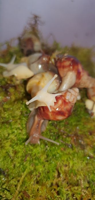 Улитята Ахатины,мох и корм(немного)в подарок