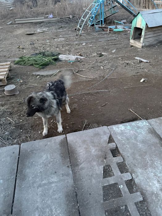 Собака дворняга отдам даром