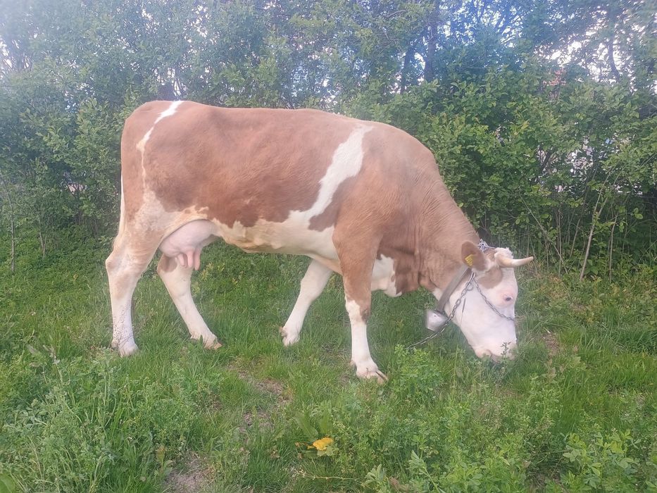 2 vaci baltate de 4 ani si una bruna de Maramures de 3 ani