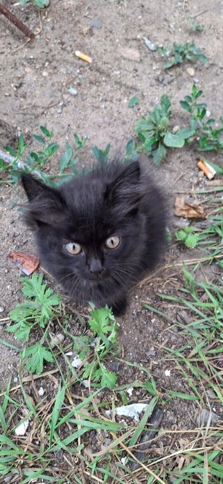 Котята ищут дом и любящее сердце
