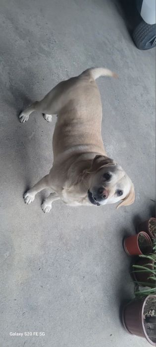 Лабрадор собачка девочка  очень ласковая в добрие руки даром